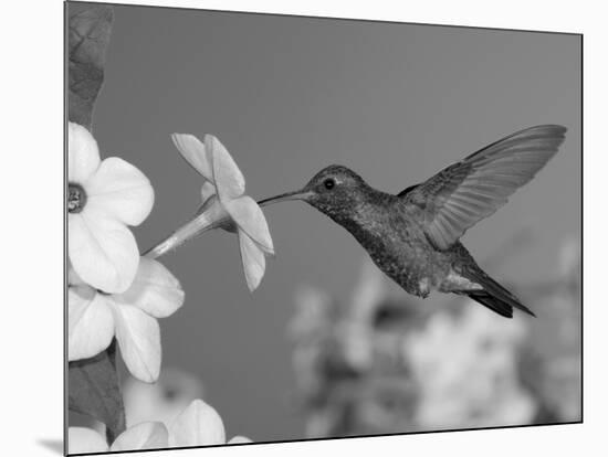 Broad Billed Hummingbird, Male Feeding on Nicotiana Flower, Arizona, USA-Rolf Nussbaumer-Mounted Photographic Print