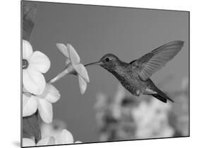 Broad Billed Hummingbird, Male Feeding on Nicotiana Flower, Arizona, USA-Rolf Nussbaumer-Mounted Photographic Print