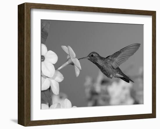 Broad Billed Hummingbird, Male Feeding on Nicotiana Flower, Arizona, USA-Rolf Nussbaumer-Framed Photographic Print