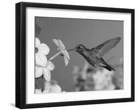 Broad Billed Hummingbird, Male Feeding on Nicotiana Flower, Arizona, USA-Rolf Nussbaumer-Framed Photographic Print