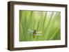 Broad bodied chaser dragonfly, Broxwater, Cornwall, UK-Ross Hoddinott-Framed Photographic Print