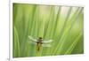 Broad bodied chaser dragonfly, Broxwater, Cornwall, UK-Ross Hoddinott-Framed Photographic Print