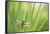 Broad bodied chaser dragonfly, Broxwater, Cornwall, UK-Ross Hoddinott-Framed Stretched Canvas