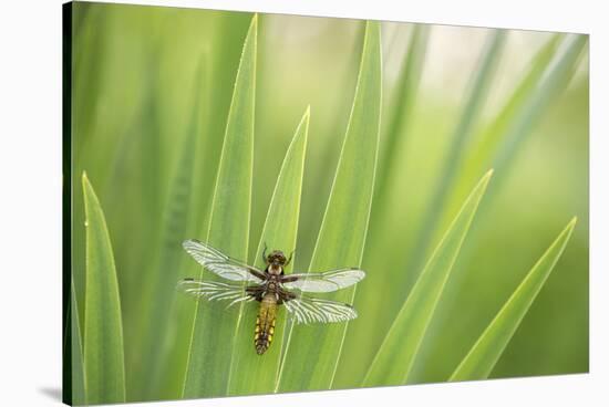 Broad bodied chaser dragonfly, Broxwater, Cornwall, UK-Ross Hoddinott-Stretched Canvas