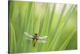 Broad bodied chaser dragonfly, Broxwater, Cornwall, UK-Ross Hoddinott-Stretched Canvas