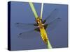 Broad-Bodied Chaser Dragonfly Cornwall, UK-Ross Hoddinott-Stretched Canvas