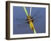 Broad-Bodied Chaser Dragonfly Cornwall, UK-Ross Hoddinott-Framed Photographic Print