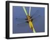 Broad-Bodied Chaser Dragonfly Cornwall, UK-Ross Hoddinott-Framed Photographic Print