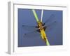 Broad-Bodied Chaser Dragonfly Cornwall, UK-Ross Hoddinott-Framed Photographic Print