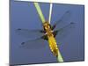 Broad-Bodied Chaser Dragonfly Cornwall, UK-Ross Hoddinott-Mounted Photographic Print