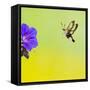 Broad-Bordered Bee Hawkmoth Approaching Flower-null-Framed Stretched Canvas