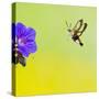 Broad-Bordered Bee Hawkmoth Approaching Flower-null-Stretched Canvas