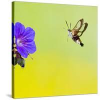 Broad-Bordered Bee Hawkmoth Approaching Flower-null-Stretched Canvas