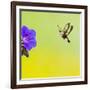 Broad-Bordered Bee Hawkmoth Approaching Flower-null-Framed Photographic Print