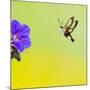 Broad-Bordered Bee Hawkmoth Approaching Flower-null-Mounted Photographic Print