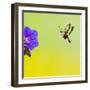 Broad-Bordered Bee Hawkmoth Approaching Flower-null-Framed Photographic Print