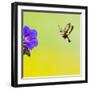 Broad-Bordered Bee Hawkmoth Approaching Flower-null-Framed Photographic Print