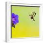 Broad-Bordered Bee Hawkmoth Approaching Flower-null-Framed Photographic Print