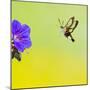 Broad-Bordered Bee Hawkmoth Approaching Flower-null-Mounted Photographic Print