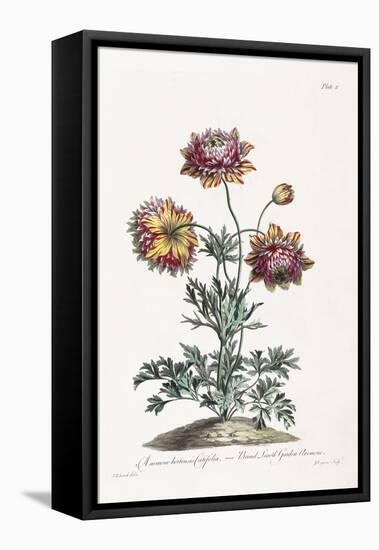 Broad Leav'D Garden Anemone-John Edwards-Framed Stretched Canvas