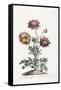 Broad Leav'D Garden Anemone-John Edwards-Framed Stretched Canvas
