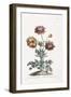 Broad Leav'D Garden Anemone-John Edwards-Framed Giclee Print