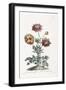 Broad Leav'D Garden Anemone-John Edwards-Framed Giclee Print