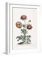 Broad Leav'D Garden Anemone-John Edwards-Framed Giclee Print