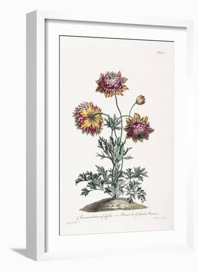 Broad Leav'D Garden Anemone-John Edwards-Framed Giclee Print