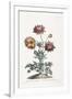 Broad Leav'D Garden Anemone-John Edwards-Framed Giclee Print