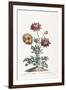Broad Leav'D Garden Anemone-John Edwards-Framed Giclee Print