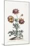 Broad Leav'D Garden Anemone-John Edwards-Mounted Giclee Print