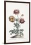 Broad Leav'D Garden Anemone-John Edwards-Framed Giclee Print