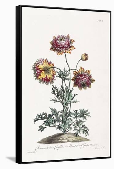 Broad Leav'D Garden Anemone-John Edwards-Framed Stretched Canvas