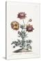 Broad Leav'D Garden Anemone-John Edwards-Stretched Canvas