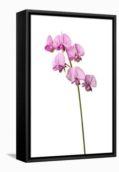 Broad Leaved Everlasting Pea (Lathyrus Latifolius) in Flower, Queyras, France, June 2009-Benvie-Framed Stretched Canvas