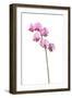 Broad Leaved Everlasting Pea (Lathyrus Latifolius) in Flower, Queyras, France, June 2009-Benvie-Framed Photographic Print