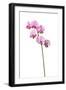 Broad Leaved Everlasting Pea (Lathyrus Latifolius) in Flower, Queyras, France, June 2009-Benvie-Framed Photographic Print