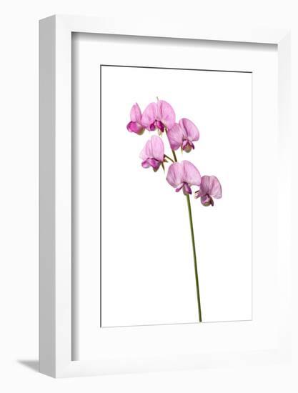 Broad Leaved Everlasting Pea (Lathyrus Latifolius) in Flower, Queyras, France, June 2009-Benvie-Framed Photographic Print