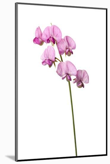 Broad Leaved Everlasting Pea (Lathyrus Latifolius) in Flower, Queyras, France, June 2009-Benvie-Mounted Photographic Print