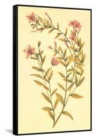 Broad Leaved Fireweed-null-Framed Stretched Canvas