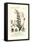 Broad-Leaved Helleborine Orchid, Epipactis Helleborine-Stanghi Stanghi-Framed Stretched Canvas