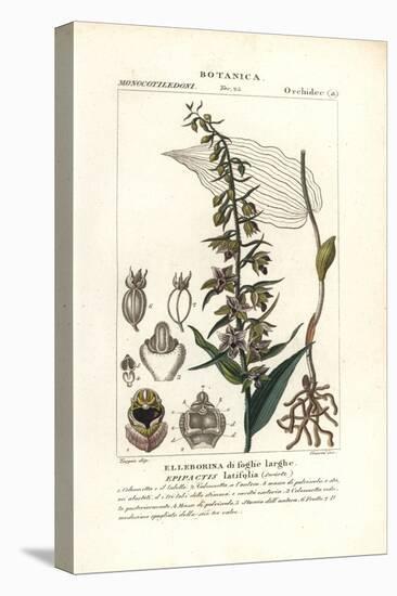Broad-Leaved Helleborine Orchid, Epipactis Helleborine-Stanghi Stanghi-Stretched Canvas