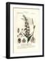 Broad-Leaved Helleborine Orchid, Epipactis Helleborine-Stanghi Stanghi-Framed Giclee Print