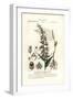 Broad-Leaved Helleborine Orchid, Epipactis Helleborine-Stanghi Stanghi-Framed Giclee Print