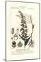 Broad-Leaved Helleborine Orchid, Epipactis Helleborine-Stanghi Stanghi-Mounted Giclee Print