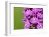 Broad-leaved / Irish marsh orchid flowers, Austrian Alps-Alex Hyde-Framed Photographic Print