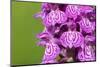 Broad-leaved / Irish marsh orchid flowers, Austrian Alps-Alex Hyde-Mounted Photographic Print
