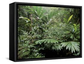 Broad Leaved Plants and Ferns Grow at Base of Dipterocarp Rainforest, Danum Valley, Malaysia-Lousie Murray-Framed Stretched Canvas