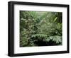 Broad Leaved Plants and Ferns Grow at Base of Dipterocarp Rainforest, Danum Valley, Malaysia-Lousie Murray-Framed Photographic Print